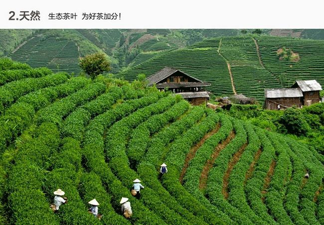 武夷巖茶