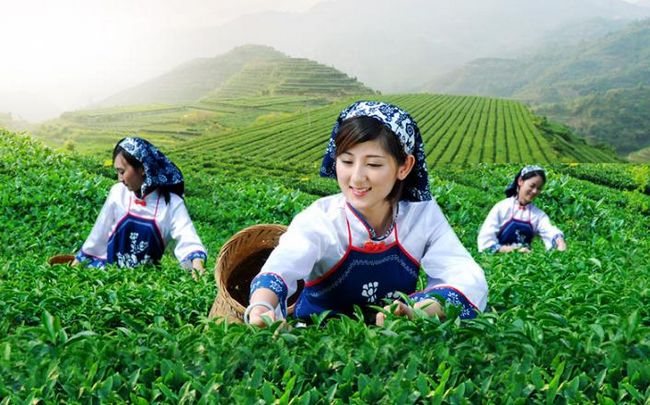 鐵觀音的功效