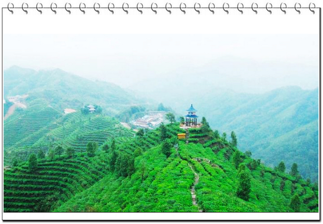 狗牯腦茶 江西名茶