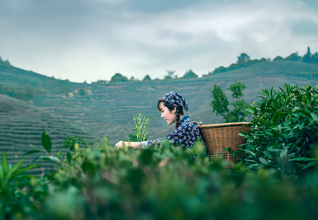 如何賣茶葉